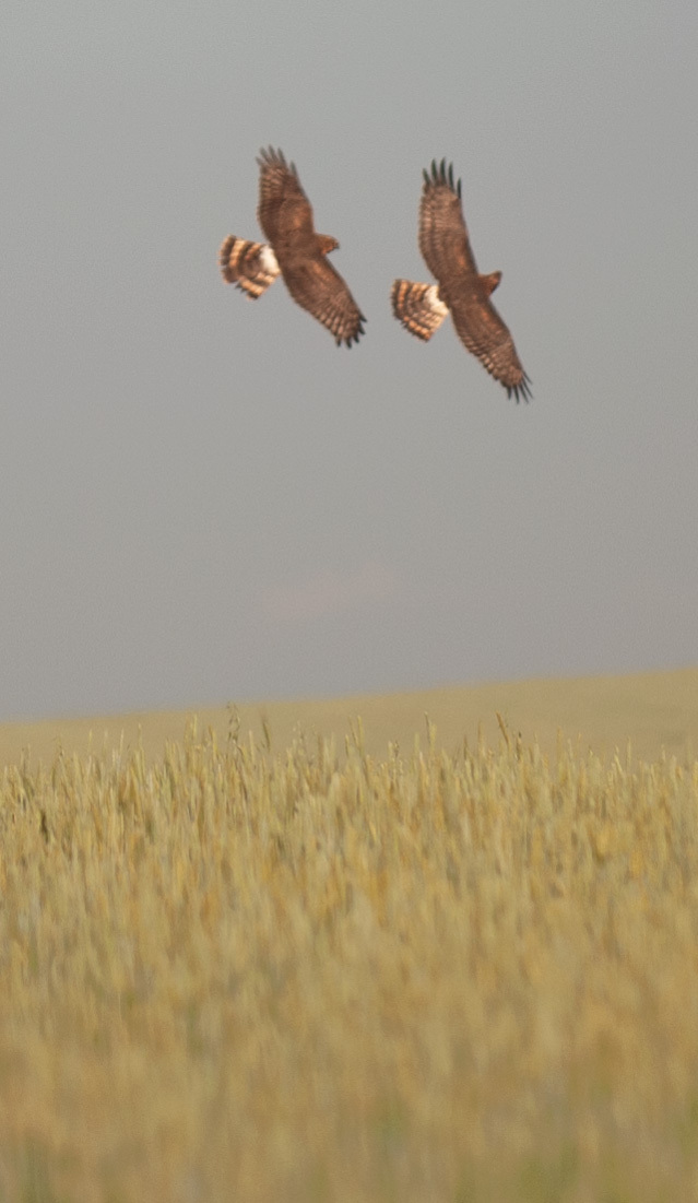 What are the birds called? - My, Predator birds, Field, Western Siberia, Longpost, The photo, Question