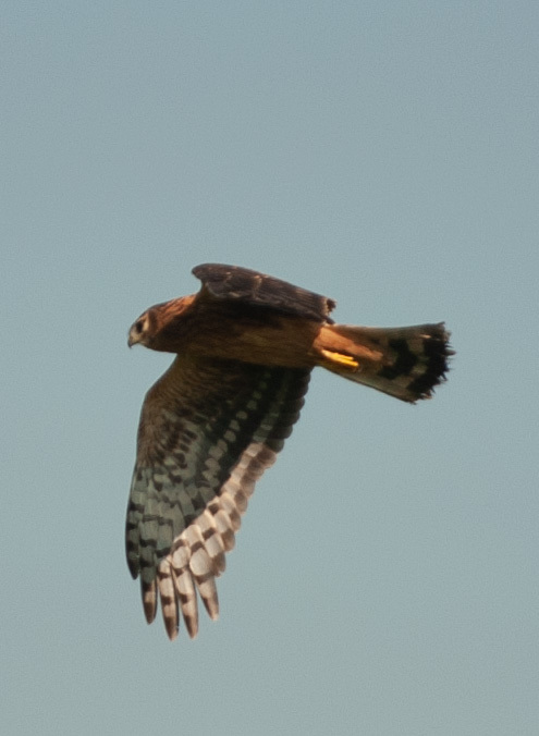 What are the birds called? - My, Predator birds, Field, Western Siberia, Longpost, The photo, Question