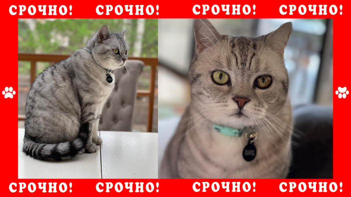 В Одинцовском районе пропал британский кот Потерялся кот, Кот, Москва, Без рейтинга, Одинцово, Объявление