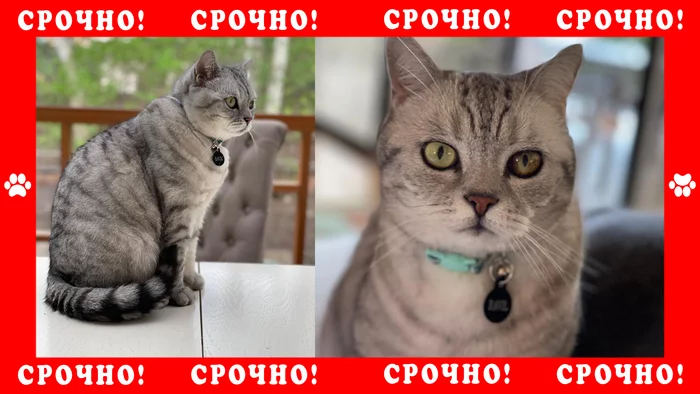 British cat missing in Odintsovo district - My, Lost cat, cat, Moscow, No rating, Odintsovo, Announcement