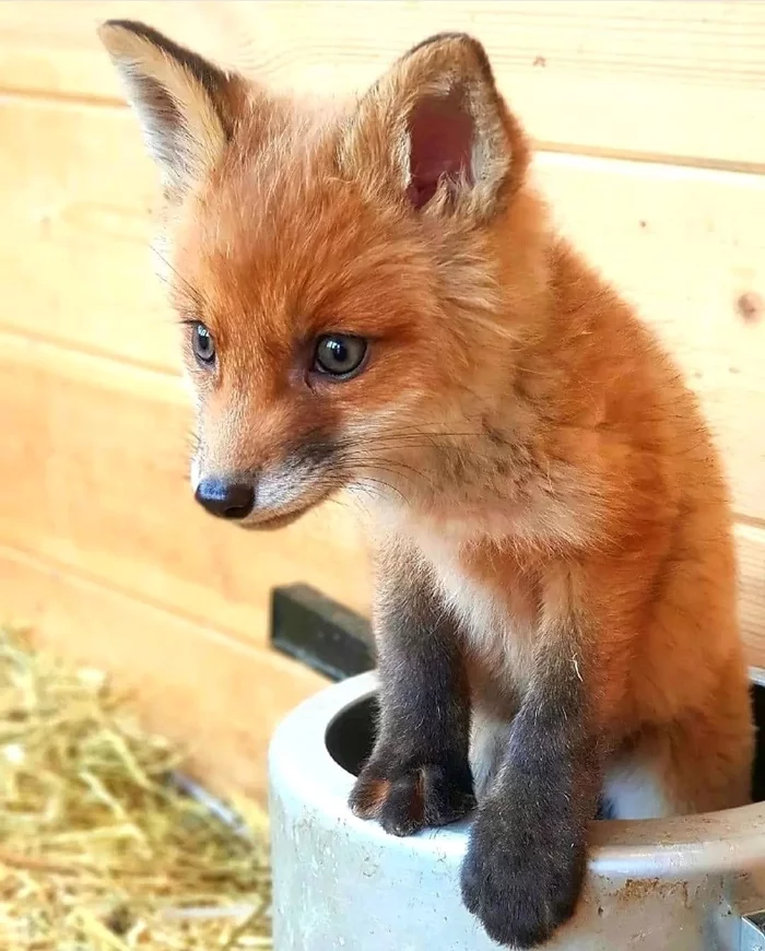 Ginger - The photo, Animals, Wild animals, Young, Fox, Canines, Milota