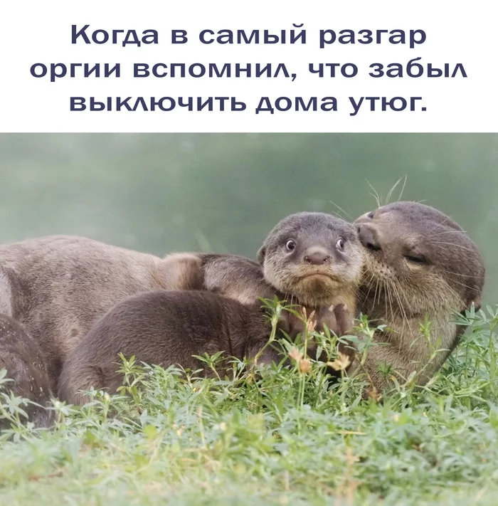 And how can I be? - Orgy, Humor, Sad humor, Picture with text, Otter
