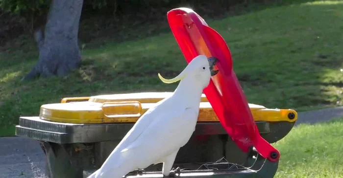 Battle of cockatoos and Sydney residents over containers - Scientists, Ecology, Garbage, Biology, A parrot, Birds, Longpost, Australia