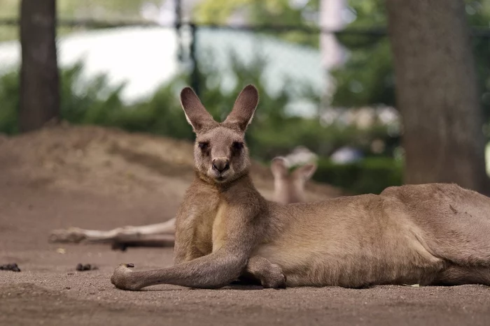 A kangaroo killed an Australian who tried to tame it - Kangaroo, Australia, Death, Killing an animal, Wild animals, Negative, Taming, Incident, Dangerous animals, Redmond, Symbols and symbols, Australians