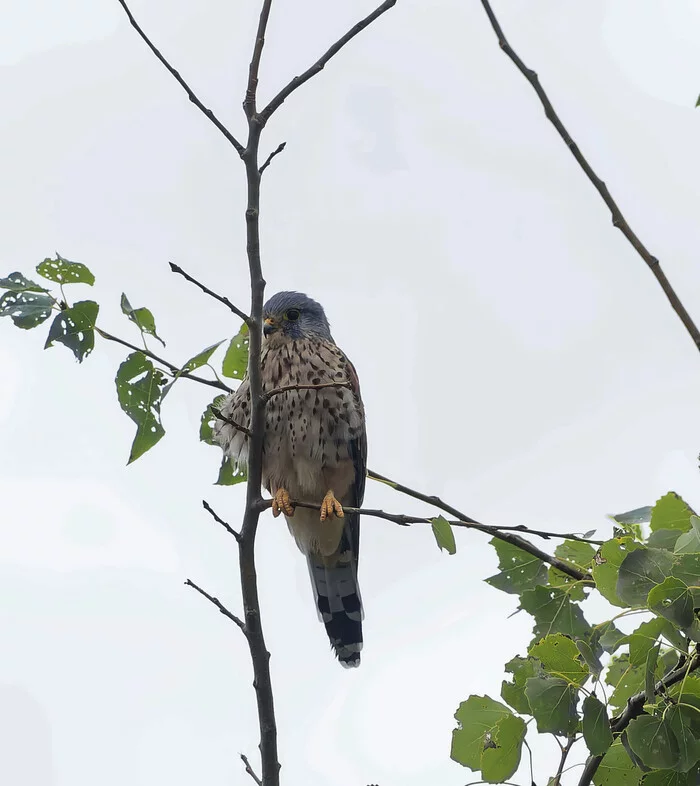 sudden suddenness - My, Kestrel, Photo hunting, Nature, The nature of Russia, Birds, beauty of nature, Hobby, Autumn, Predator birds