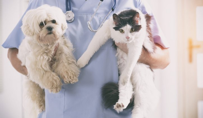 В Москве началось производство обезболивающих для собак и кошек. В Московский эндокринный завод вкладывают 1 млрд руб