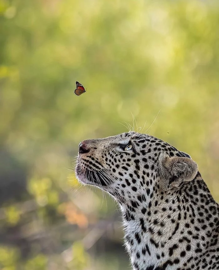 Romantic - Leopard, Rare view, Big cats, Cat family, Mammals, Butterfly, Insects, Animals, Wild animals, wildlife, Nature, Kruger National Park, South Africa, The photo, Predatory animals