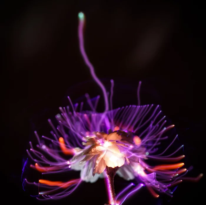 plasma flower - My, Plasma, High voltage, Fire flower, Macro photography