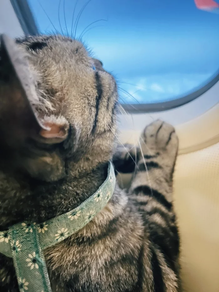 On a plane with cattle - My, cat, Airplane, Flight, Travels