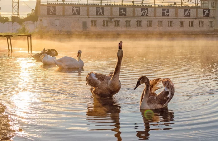 swan family - My, Yenakiieve, Swans, The photo, Birds, DPR, Pond, Longpost, Animals