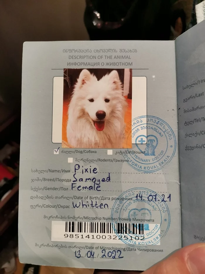 Reply to the post Better than mine - Picture with text, The photo, The passport, Photogenic, Dog, Reply to post, Pets