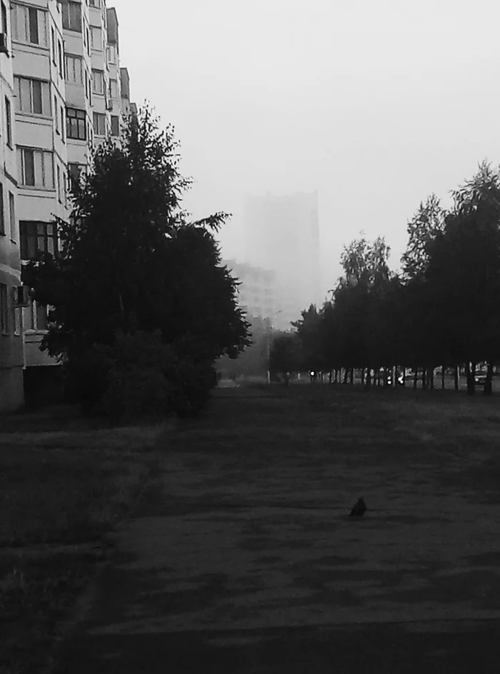 Good morning - The photo, Telephone, Black and white, Pigeon, Meizu, Morning, Bobruisk, Fog