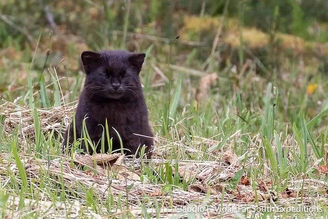 Kodkod: Smooth holes on the prey's neck. How a small wild cat made the locals think he was a vampire - Codecode, Animal book, Yandex Zen, Longpost, Cat family, Predatory animals, Wild animals, Small cats