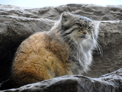 I'm with a check - Pallas' cat, Pet the cat, Small cats, Cat family, Wild animals, Fluffy, The photo, Predatory animals