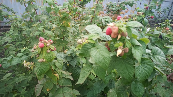 Малинку сфоткал)) 15.09.2022