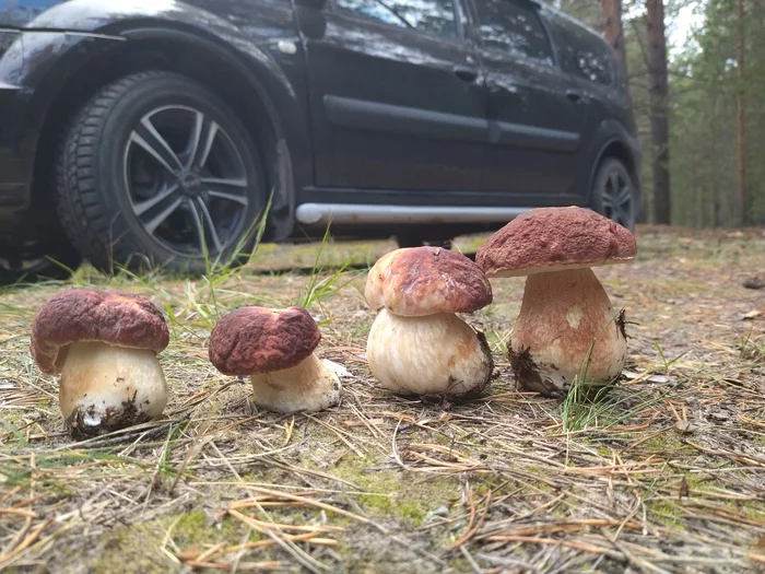 Mushrooms, Tyumen - My, Mushrooms, Borovik, Longpost