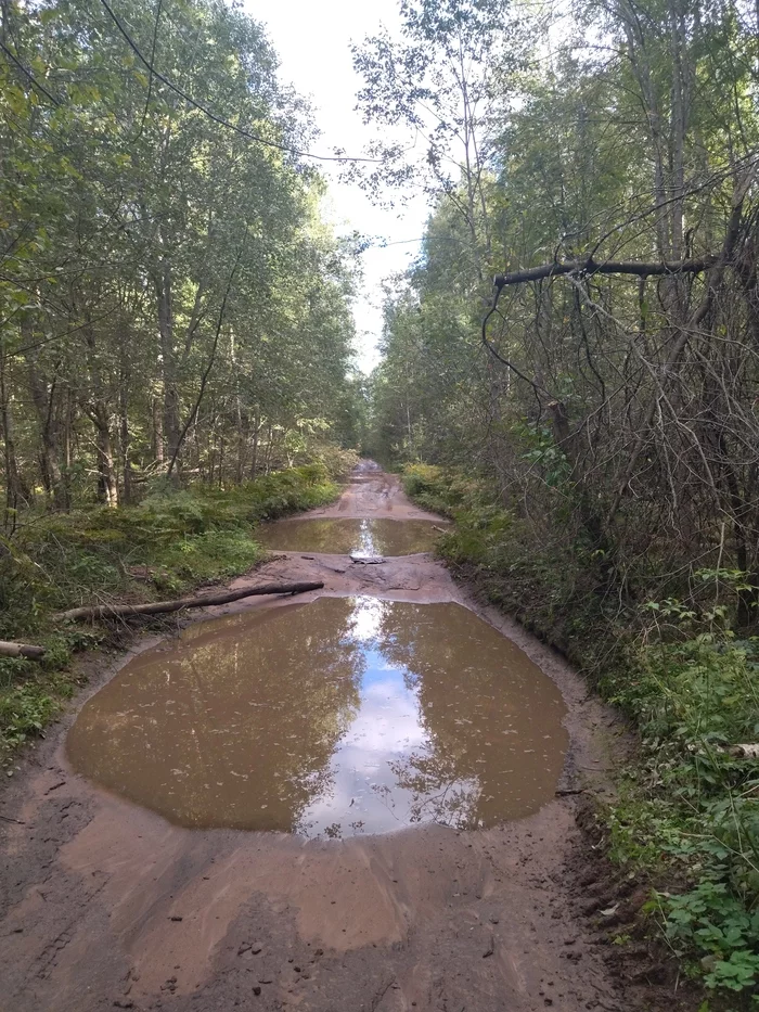 The road to Gontova Lipka - My, War, Sinyavino, Walk in the woods, Longpost