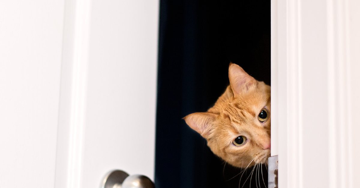 Позволяет видеть из за угла 8 букв. Кот выглядывает. Кот заглядывает в дверь. Котенок выглядывает. Рыжий кот выглядывает.
