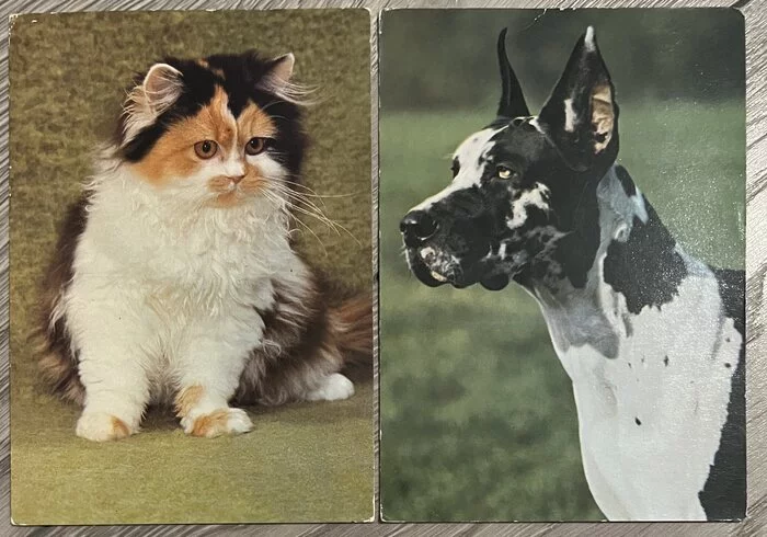 Cats and dogs from the 80s on postcards from the GDR - My, Cats and dogs together, Postcard, GDR, 80-е, Longpost, cat, Dog, Pets