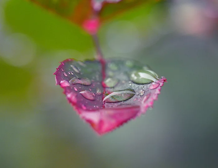 rainy - My, The photo, Rain, Drops, Autumn, Flowers, Longpost, Olympus OMD em-10 Mark II