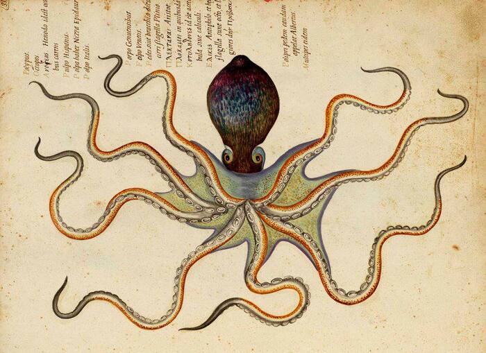 Осьминог великолепный , средневековый
