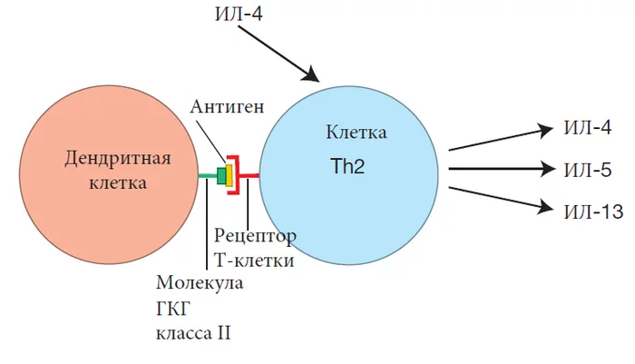 Как работает иммунная система, лекция 6 ч. 4 (ч. 58) - Биология, Наука, Медицина, Иммунитет, Перевод