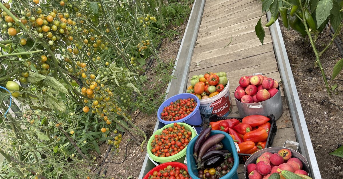 Дачи Урожай Ульяновск Купить