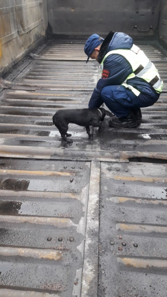 Собака, спасённая из грузового вагона в Свердловской области, нашла себе дом Собака, Такса, Спасение, Собачьи будни, Яплакал, Длиннопост