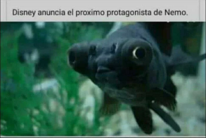 More inclusiveness for the god of inclusiveness! - Spanish language, Picture with text, Walt disney company, Casting, Finding Nemo, Sjw, Inclusivity, Racism, Humor, Nemo