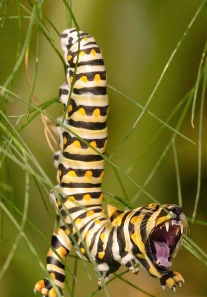 A mixture of tiger and caterpillar - Humor, Photoshop, Insects, Caterpillar, Tiger