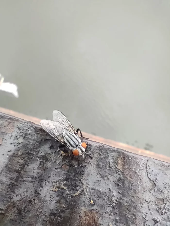 Fly, bridge railing and water. Rainy Friday) - My, Insects, Biology