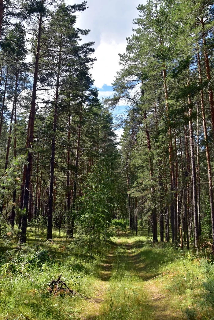 Bor Buzuluksky - My, The photo, Nature, Buzuluk forest