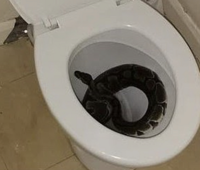 Плюс еще одна фобия в копилочку