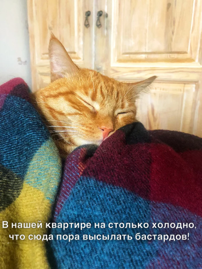 Waiting for batteries to turn on - My, Moscow, cat, Cold, Autumn, Game of Thrones, Memes, Humor, Picture with text