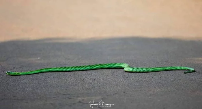 Who lost the lace? - Boomslang, Poisonous animals, Snake, Reptiles, Wild animals, wildlife, Nature, National park, South Africa, The photo, Animals