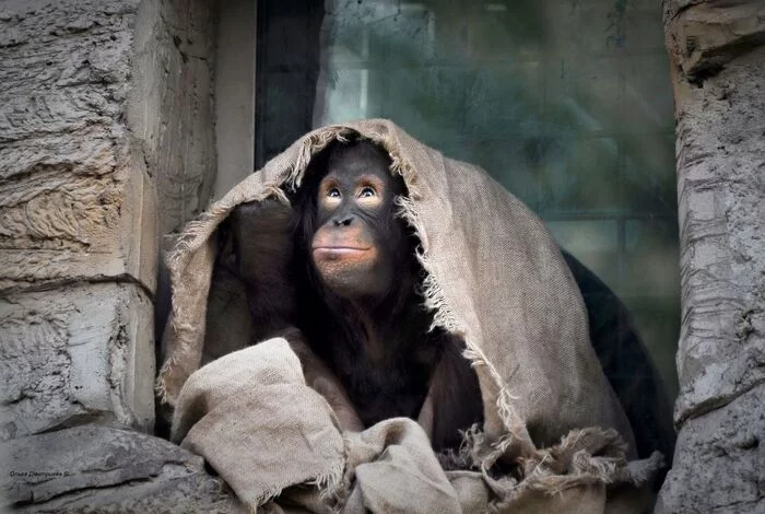 It seems the rain is starting - Primates, Mammals, Animals, Wild animals, The photo, Orangutan, Moscow Zoo