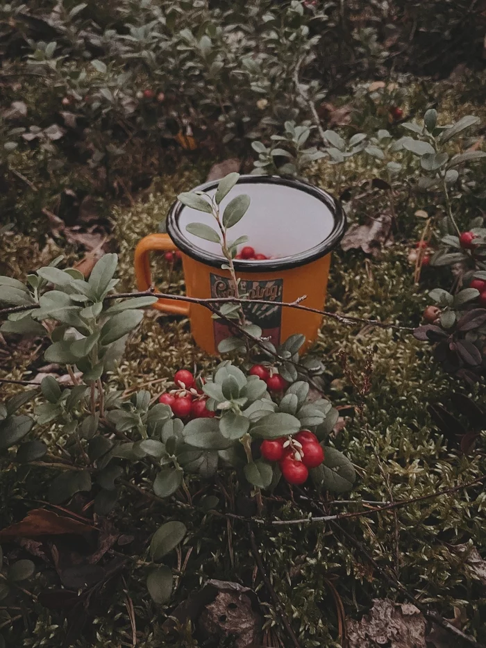 Karelia - My, Карелия, Nature, Travel across Russia, Longpost