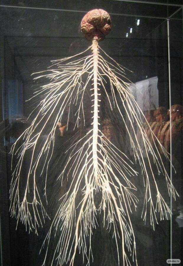 human nervous system - Person, Anatomy, Nervous system, Exhibit, Interesting, Repeat