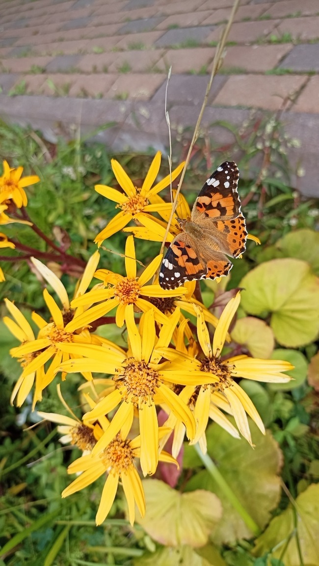 It's not quite autumn yet - My, Mobile photography, Photo on sneaker, Autumn, Butterfly, Flowers