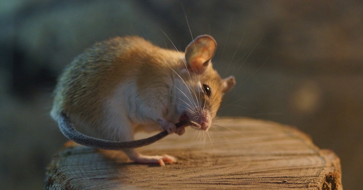 Чисто мышь. Мышка. Красивая мышь. Красивый мышонок. Мышь картинка.