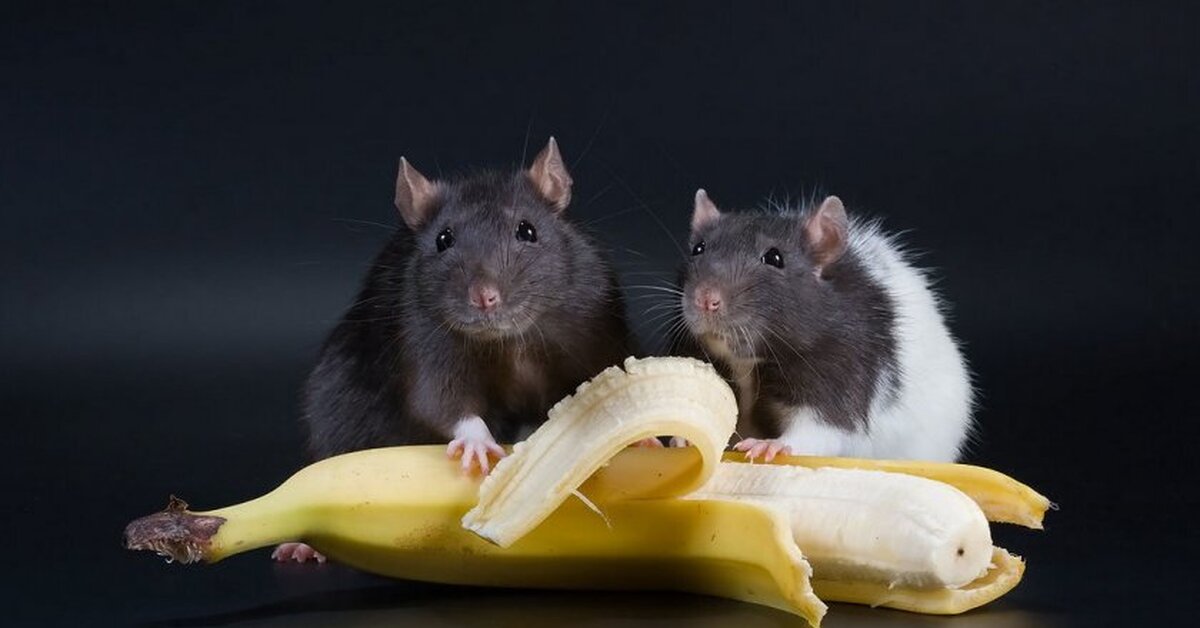 Можно давать хомякам банан. Что едят мыши. Крыса кушает. Фруктовая крыса.