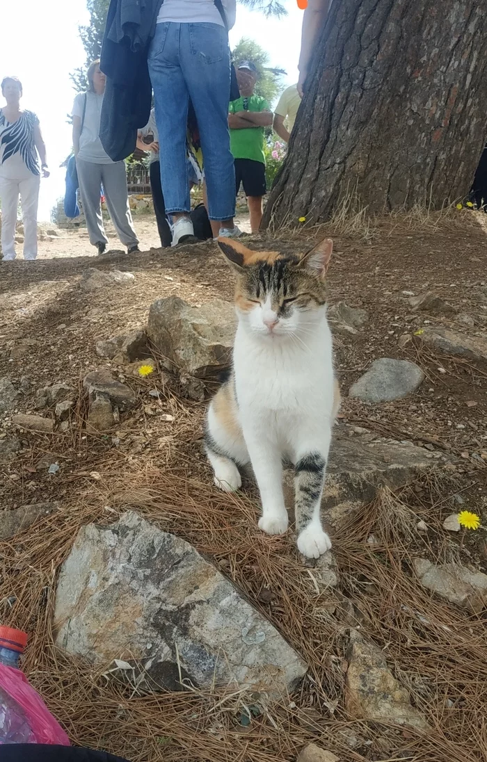 Kitten from the island of Buyukada - My, Photo on sneaker, cat, Turkey, Island, Sea of Marmara, Tricolor cat