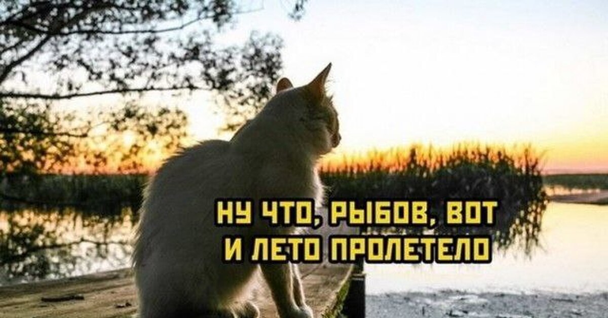 Кот сидит. Кот сидит без фона. Британская короткошёрстная кошка. Кот сидит 3 4. Обои коты.