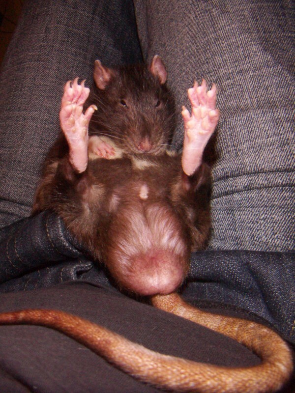 Let's give up!! - Decorative rats, The photo, Rat