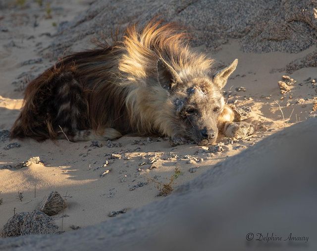 It's time to sleep, and don't you dare argue with me - Brown hyena, Hyena, Predatory animals, Mammals, Wild animals, wildlife, Nature, South Africa, The photo, Dream, Animals