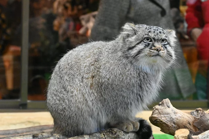 At the cat show :3 - Pallas' cat, Pet the cat, Cat family, Small cats, Mat