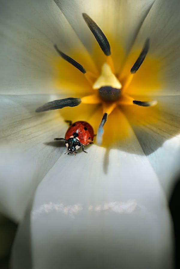 Ladybug, photo shoot - ladybug, The photo, Repeat, Longpost