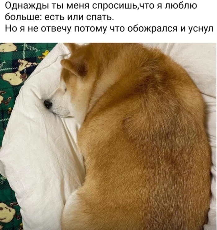 Not lazy, but energy-saving - Picture with text, Laziness, Humor, Repeat, Dog