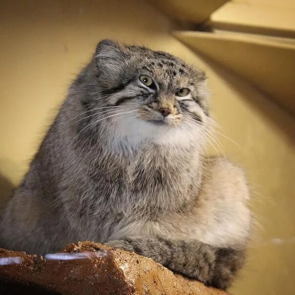 Have you subscribed to the Manul community? - Pallas' cat, Pet the cat, Fluffy, And you?