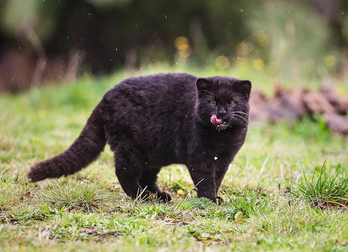 Blacks are needed too. - Pet the cat, The photo, Small cats, Cat family, Chilean cat, Repeat, Irony